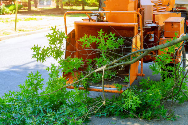 Tree Removal for Businesses in Dumfries, VA